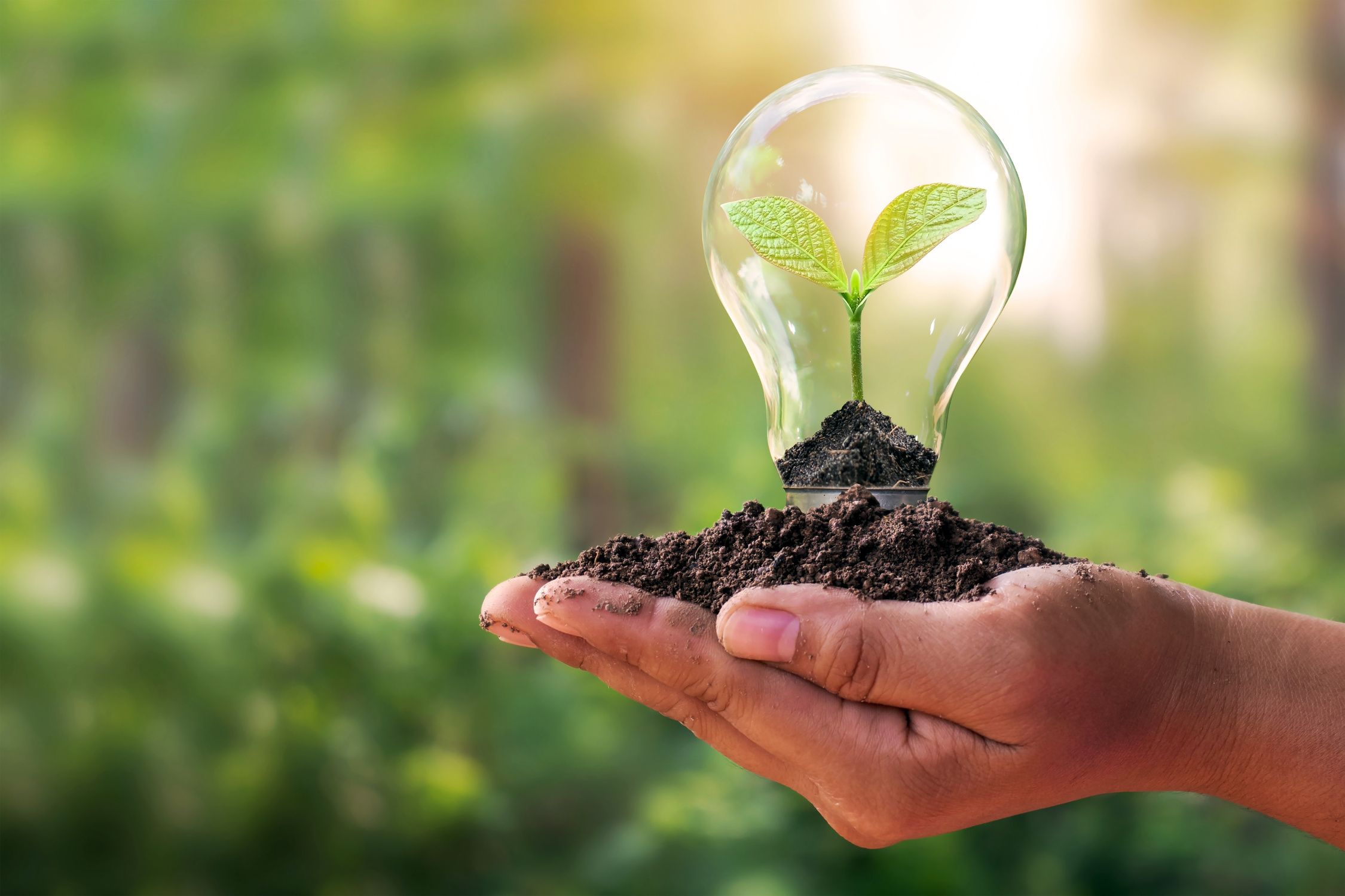 Hand with Sapling inside the Lightbulb